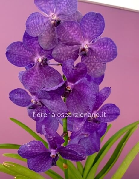 ORCHIDEA WANDA CON VASO - 58 CM