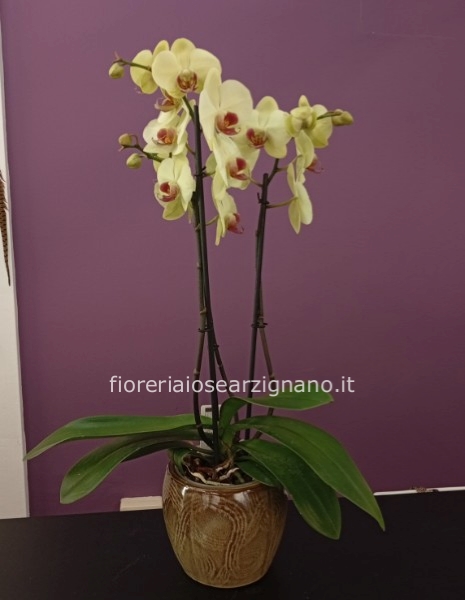 ERIN : orchidea con vaso - GIALLA