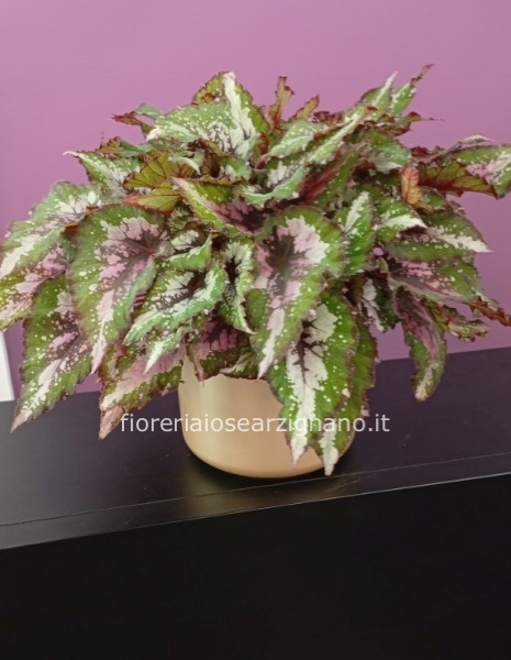 BEGONIA REX : SILVER