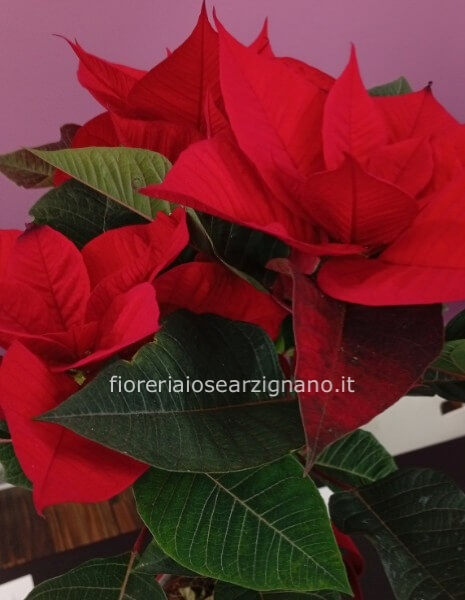 POINSETTA CON VASO - DIAMETRO 14 CM
