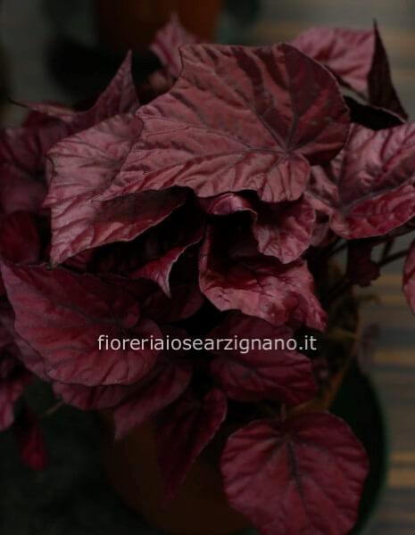 BEGONIA REX - INCA FLAME