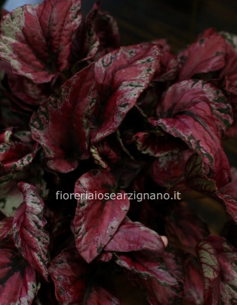 BEGONIA REX - SPITFIRE 