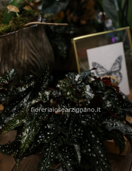 BEGONIA MACULATA - BLACK FOREST