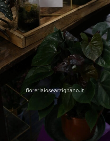 ANTHURIUM CHOCOLATE LOVE