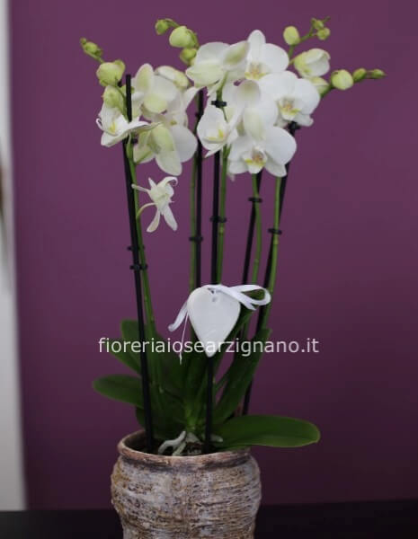 ORCHIDEA FARFALLA - BIANCA 5 RAMI