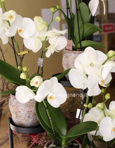 OPTI PHALAENO - ORCHIDEA 2 RAMI CON VASO